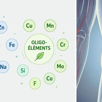 absoprtion nutriments Nujime specialiste des complements alimentaires