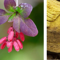 berberine bienfaits nujime laboratoire complements alimentaires