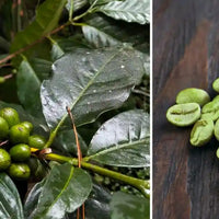 cafe vert guide Nujime specialiste des complements alimentaires