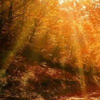 Faut-il prendre de la vitamine D dès l’automne Nujimé (4)