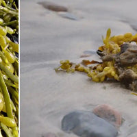 fucus guide Nujime specialiste complements alimentaires