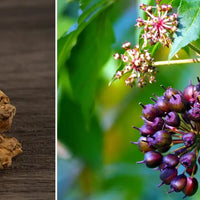 ginseng sibérien guide Nujimé spécialiste des compléments alimentaires