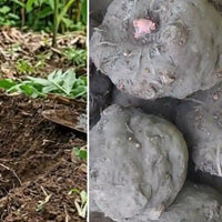 konjac guide Nujime specialiste des complements alimentaires