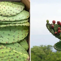 nopal guide Nujime specialiste complements alimentaires