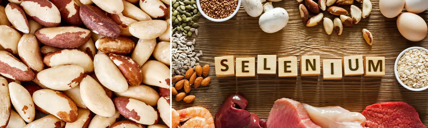 Sources de sélénium : aliments riches en sélénium – Nujimé Laboratoires